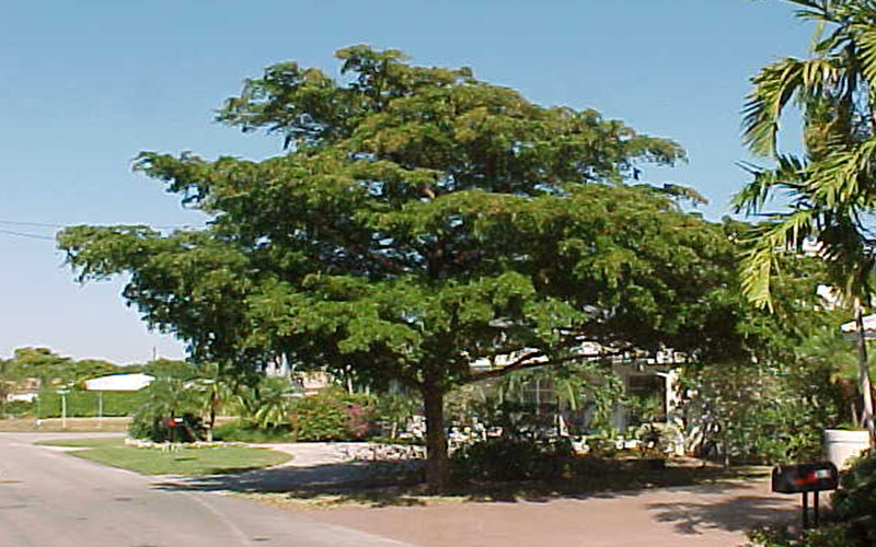 GARDEN CENTER CAPE CORAL and LANDSCAPERS