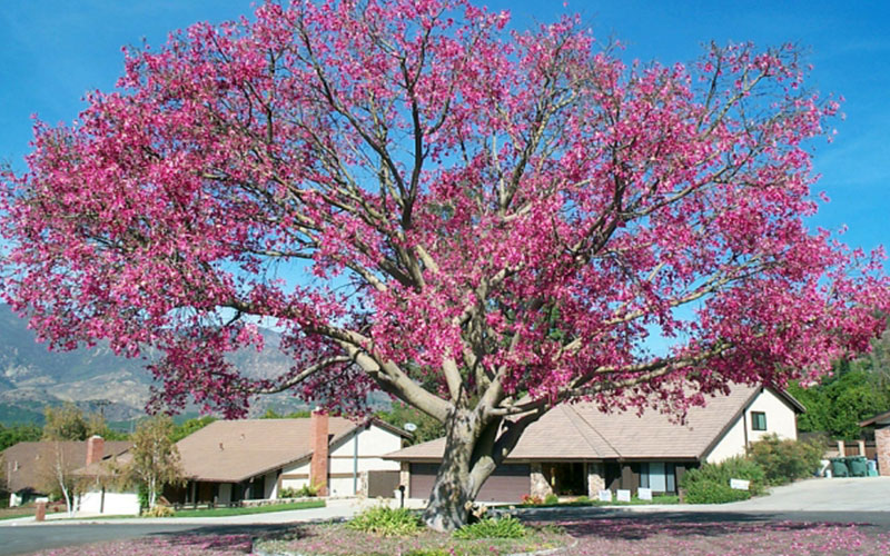 GARDEN CENTER CAPE CORAL and LANDSCAPERS