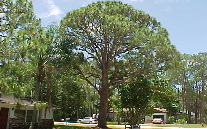 GARDEN CENTER CAPE CORAL and LANDSCAPERS