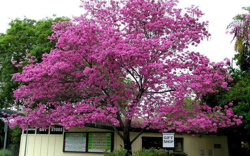 GARDEN CENTER CAPE CORAL and LANDSCAPERS