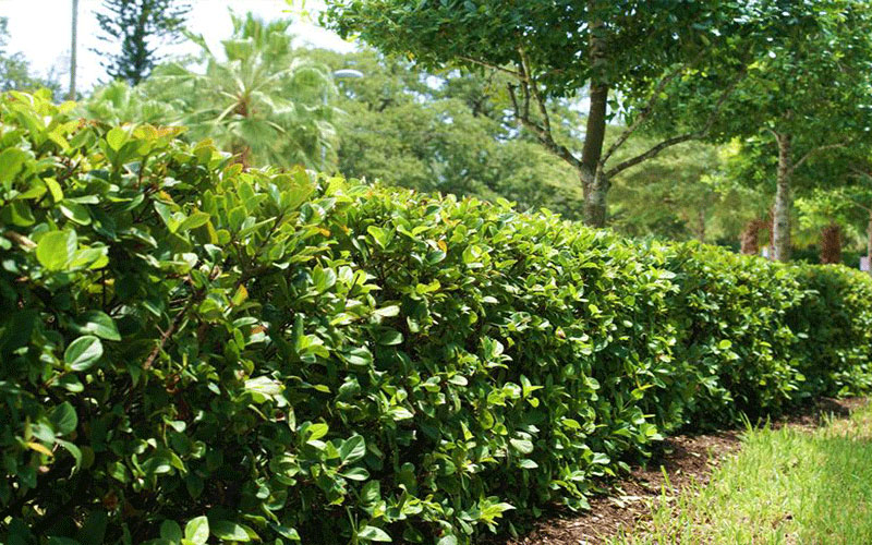 GARDEN CENTER CAPE CORAL and LANDSCAPERS