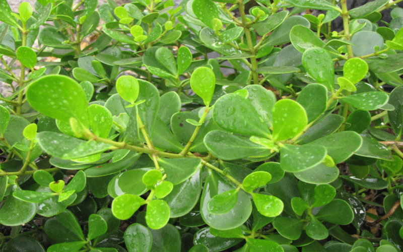 GARDEN CENTER CAPE CORAL and LANDSCAPERS