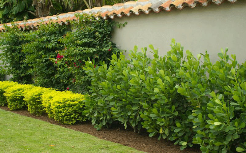 GARDEN CENTER CAPE CORAL and LANDSCAPERS
