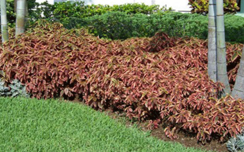 GARDEN CENTER CAPE CORAL and LANDSCAPERS