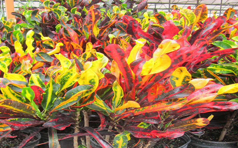 GARDEN CENTER CAPE CORAL and LANDSCAPERS