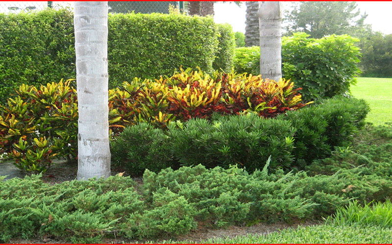 GARDEN CENTER CAPE CORAL and LANDSCAPERS