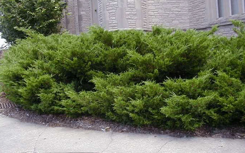 GARDEN CENTER CAPE CORAL and LANDSCAPERS