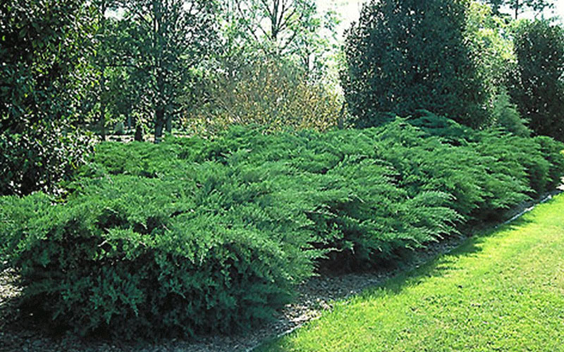 GARDEN CENTER CAPE CORAL and LANDSCAPERS
