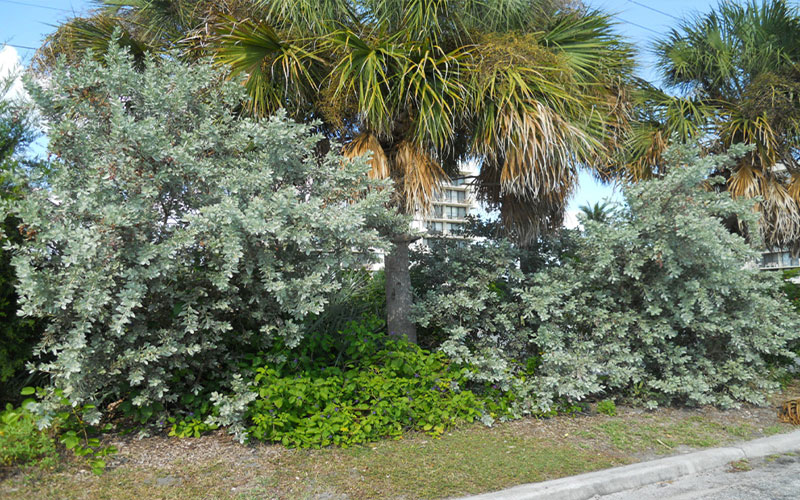 GARDEN CENTER CAPE CORAL and LANDSCAPERS