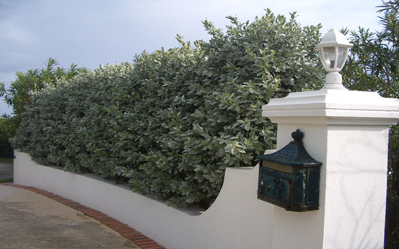 GARDEN CENTER CAPE CORAL and LANDSCAPERS